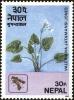 Colnect-4972-339-Indian-valerian-Valeriana-jatamansi.jpg