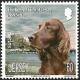 Colnect-1630-409-Irish-Setter-Canis-lupus-familiaris.jpg