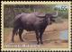 Colnect-2618-511-Wild-Water-Buffalo-Bubalus-arnee.jpg