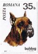 Colnect-447-548-German-Boxer-Canis-lupus-familiaris.jpg