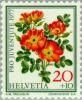 Colnect-140-639-Austrian-Copper-Rose-Rosa-foetida-bicolor.jpg