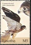 Colnect-1725-611-Common-Kestrel-Falco-tinnunculus.jpg