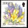 Colnect-706-732-Crocuses---Grape-Hyacinths.jpg