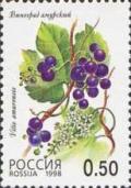 Colnect-526-369-Grapes-Vitis-amurensis.jpg