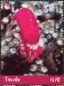 Colnect-6400-725-Modest-Snapping-Shrimp.jpg