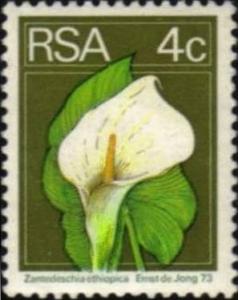 Calla-lily-Zantedeschia-ethiopica.jpg