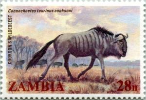 Colnect-3431-689-Cookson--s-Wildebeest-Connochoetes-taurinus-cookseni.jpg