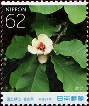 Colnect-5461-981-Japanese-Bigleaf-Magnolia.jpg