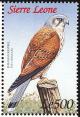 Colnect-1617-984-Common-Kestrel-Falco-tinnunculus.jpg