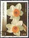 Colnect-1246-855-Narcissus-tazetta-bunch-flowered-narcissus.jpg