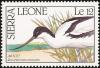 Colnect-2194-112-Pied-Avocet-Recurvirostra-avosetta.jpg