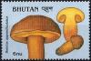 Colnect-2930-751-Boletus-appendiculatus.jpg