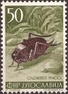 Colnect-3104-862-Cricket-Callimenus-pancici.jpg