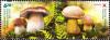 Colnect-4812-768-Boletus-Boletus-edulis.jpg