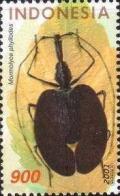 Colnect-1143-687-Violin-Beetle-Mormolyce-phyllodes.jpg