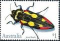 Colnect-1952-558-Jewel-Beetle-Castiarina-producta.jpg