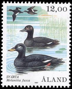 Aland_post_1987_12.00_Velvet-Scoter-Melanitta-fusca.jpg