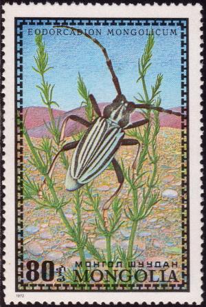 Colnect-1487-109-Longhorn-Beetle-Edorcadion-mongolicum.jpg