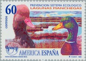 Colnect-179-744-Red-crested-Pochard-Netta-rufina-Mallard-Anas-platyrhync.jpg