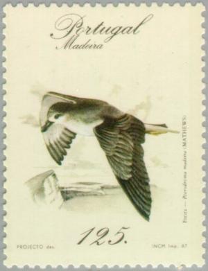 Colnect-186-324-Zino--s-Petrel-Pterodroma-madeira.jpg