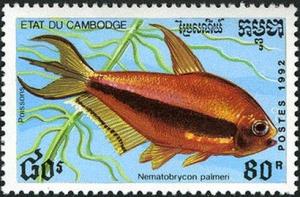 Colnect-2620-957-Emperor-Tetra-Nematobrycon-palmeri.jpg