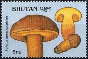 Colnect-2930-751-Boletus-appendiculatus.jpg