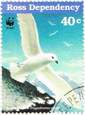 Colnect-3274-142-Snow-Petrel-Pagodroma-nivea.jpg