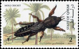 Colnect-4169-079-Mole-Cricket-Gryllotalpa-gryllotalpa.jpg