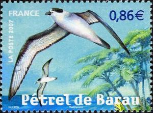 Colnect-553-665-Barau-s-Petrel-Pterodroma-baraui.jpg