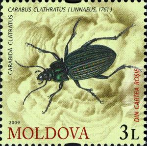 Colnect-800-250-Ground-Beetle-Carabus-clathratus.jpg