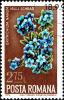 Colnect-5253-028-Alpine-Forget-me-not-Eritrichium-nanum.jpg