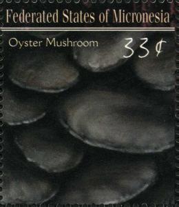 Colnect-3157-397-Pleurotus-ostreatus.jpg