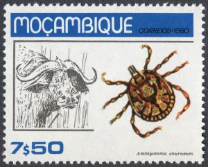 Colnect-1001-543-Tick-Amblyomma-eburneum-African-Buffalo-Syncerus-caffer.jpg