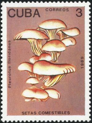 Colnect-2875-908-Pleurotus-floridanus.jpg