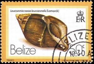 Colnect-2909-440-Chestnut-Nassa-Leucozonia-nassa-ssp-leucozonalis.jpg