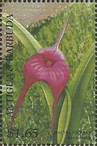 Colnect-1773-937-Masdevallia-Machu-Picchu.jpg