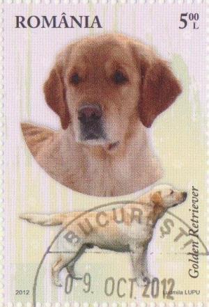 Colnect-1340-685-Golden-Retriever-Canis-lupus-familiaris.jpg