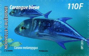 Colnect-2139-056-Bluefin-Trevally-Caranx-melanopygus.jpg