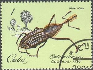 Colnect-660-282-Weevil-Rhina-oblita.jpg