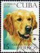 Colnect-1646-541-Golden-Retriever-Canis-lupus-familiaris.jpg