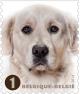 Colnect-1958-025-Golden-Retriever-Canis-lupus-familiaris.jpg