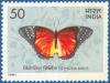 Colnect-772-379-Red-Lacewing-Cethosia-biblis.jpg