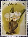 Colnect-4046-733-Cattleya-schroederae-alba.jpg