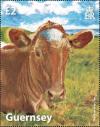 Colnect-4423-093-Golden-Guernsey-Cow-Bos-primigenius-taurus.jpg