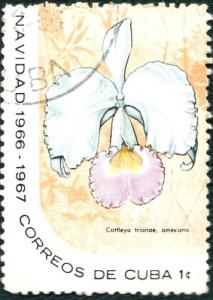 Colnect-2421-845-Cattleya-trianae-amesiana.jpg