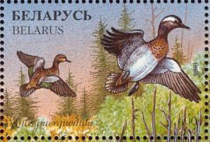 Colnect-1047-760-Garganey-Spatula-querquedula.jpg