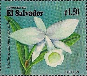 Colnect-2230-632-Cattleya-skinneri-var-Alba.jpg