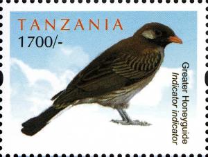 Colnect-2425-931-Greater-Honeyguide-Indicator-indicator.jpg