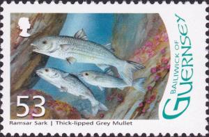 Colnect-4067-308-Thicklip-Grey-Mullet-Chelon-labrosus-.jpg