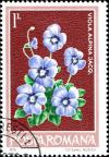 Colnect-5262-279-Alpine-Violet-Viola-alpina.jpg